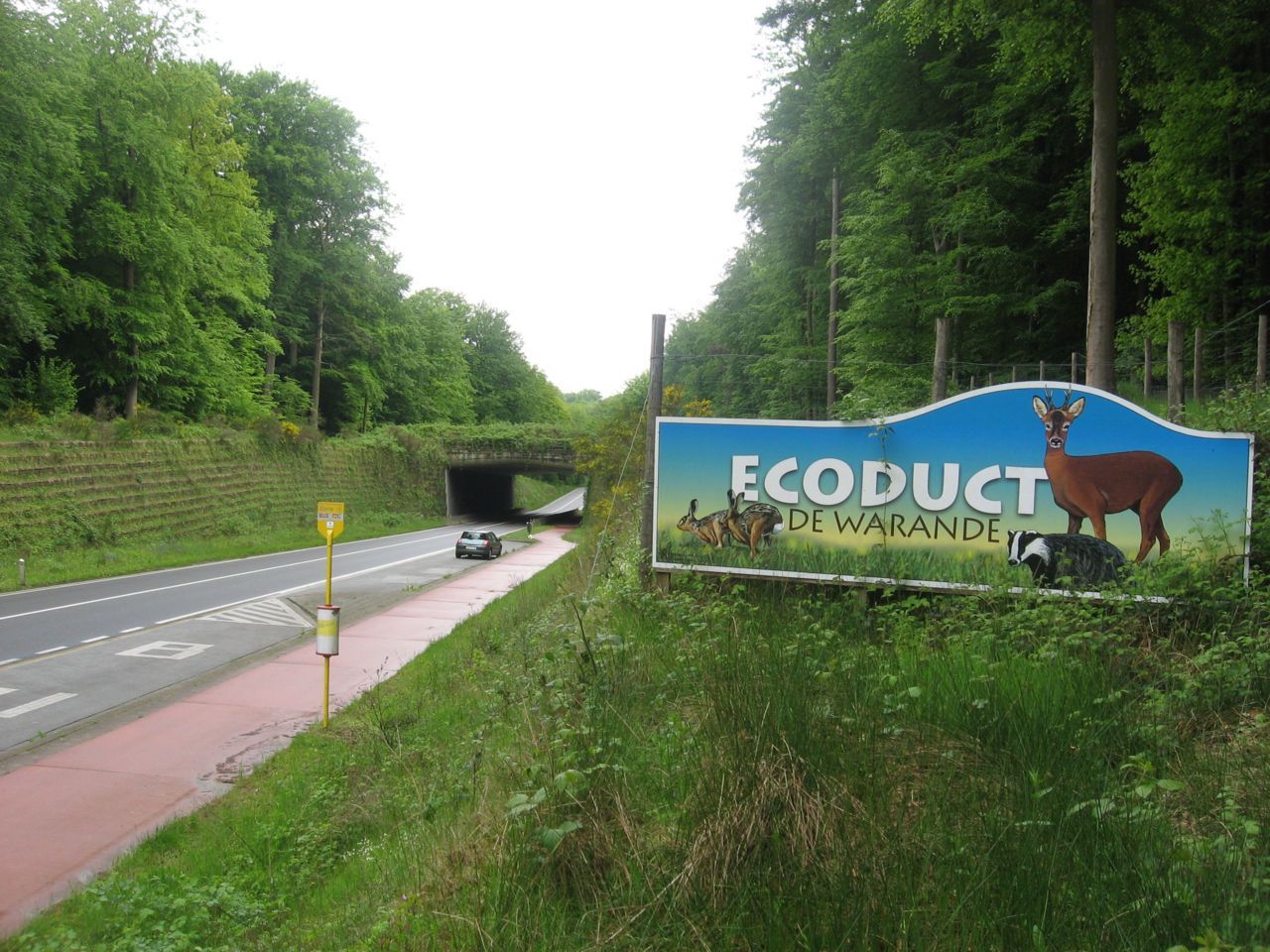 Het aantal dieren dat de voorbije 8 jaar werkelijk gebruik gemaakt heeft van het ecoduct ligt hoger dan wat we konden registreren. (foto: Jorg Lambrechts)