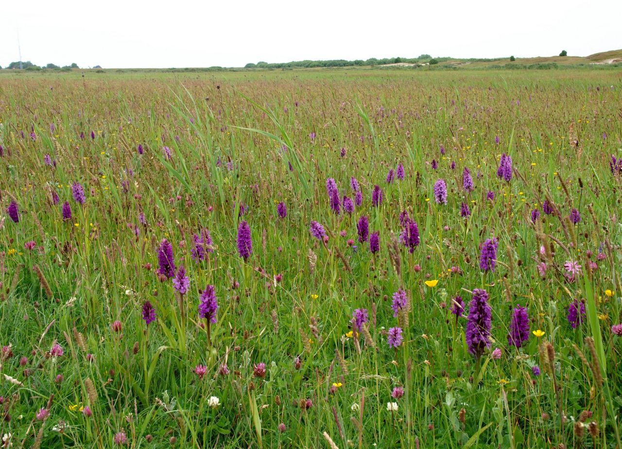 De Purperrode orchis groeit in een vochtige duinvallei op Schiermonnikoog (foto: Hans Dekker)