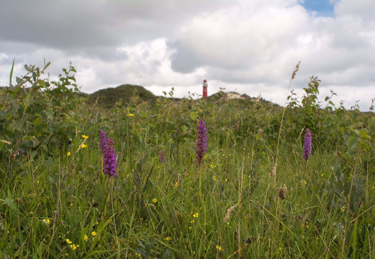 Grote muggenorchis (foto: Mark Meijrink)