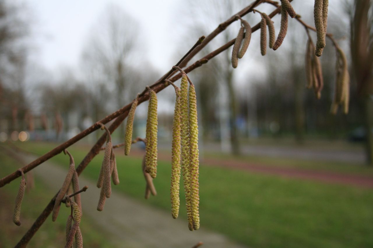 Hazelaar vol in bloei op 3 januari 2014 in Ede (foto: Arnold van Vliet)