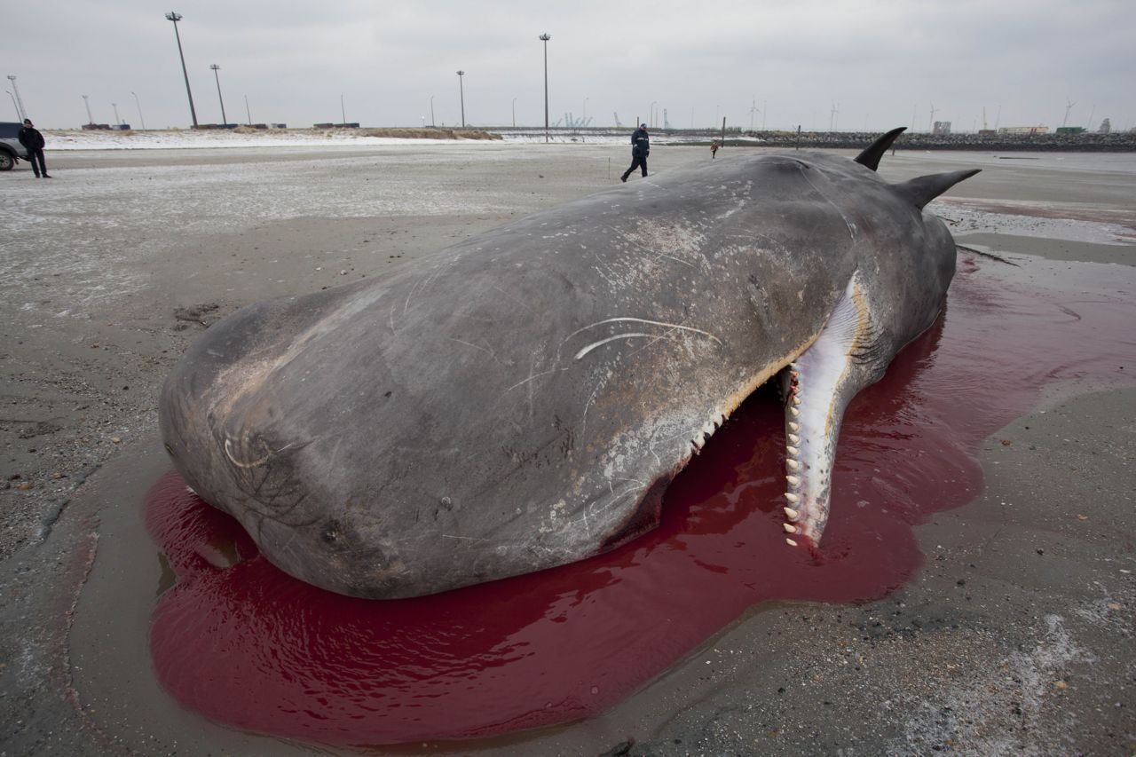 Badend in een plas bloed, bezweken onder het eigen gewicht (foto: Jan Haelters (KBIN))