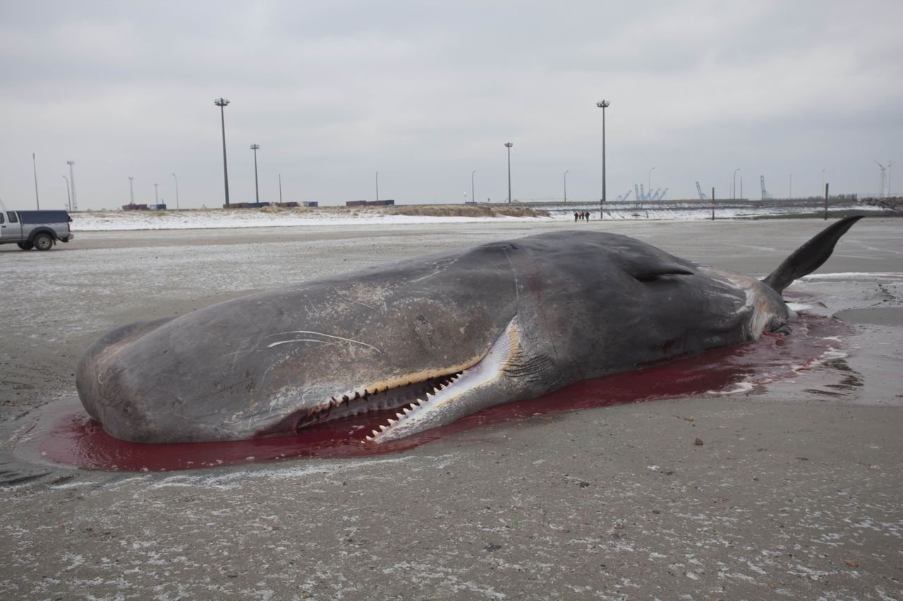 De onderzoekers vermoeden dat er een verband zou kunnen bestaan tussen de bloedvergiftiging van Theophiel en zijn stranding (foto: Jan Haelters, BMM)