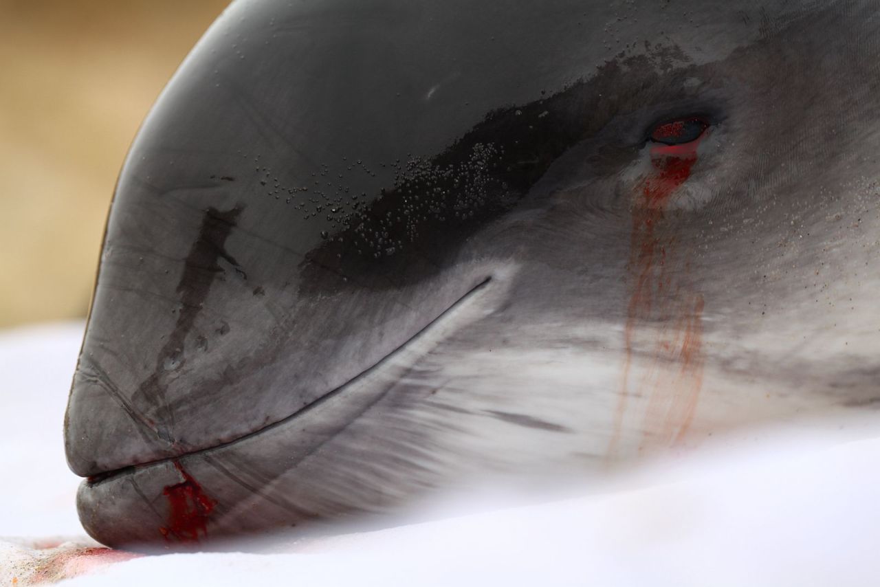 De twee onderzochte Bruinvissen vertoonden geen sporen van nette rond de snuit. Dergelijke sporen (zoals bij het dier op de foto) worden vaak aangetroffen bij dieren die verstrikt raakten in (strand)netten en erin verdrinken, na een gruwelijke doodstrijd (foto: Jan Haelters (BMM))