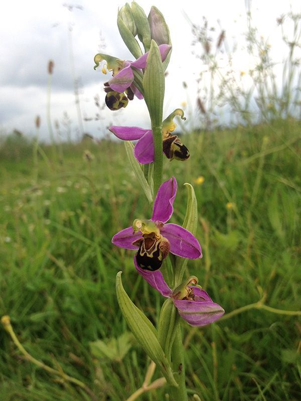 Bijenorchis op De Staart (foto: Esther Linnartz)