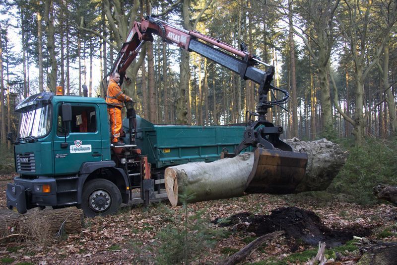 Plaatsen van de boom op het landgoed Tongeren (foto: Menno Boomsluiter)