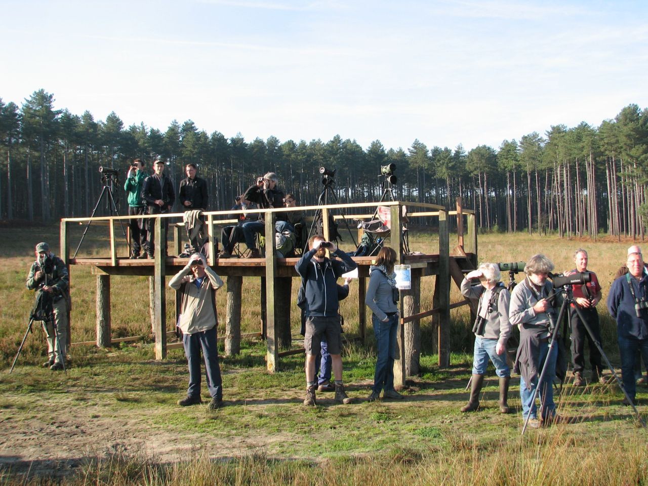 Op de telpost in natuurgebied Averbode Bos en Heide werden zeven Beflijsters gespot. (foto: Koen Leysen)