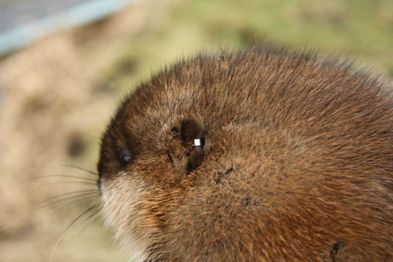 Gemerkte muskusrat (foto: Bart Meijer)