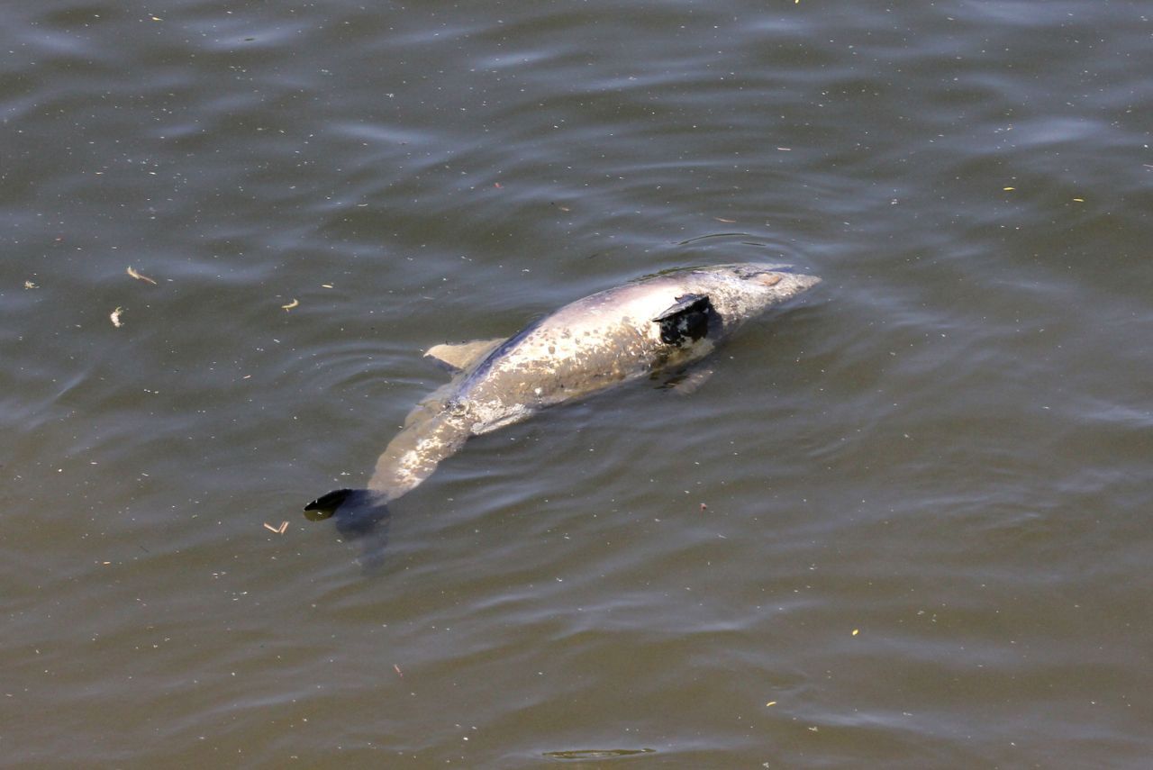 Deze Bruinvis heeft zijn uitstap op de Schelde niet overleefd (Foto: Luc Verhelst)