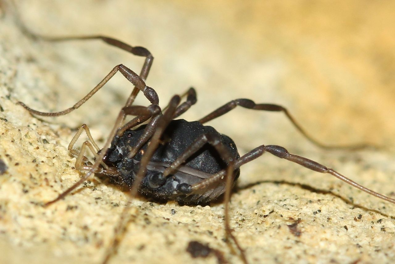 Paranemastoma quadripunctatum (foto: Robin Kraaij)