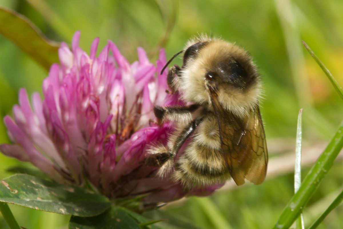 Zandhommel (foto: John Smit)