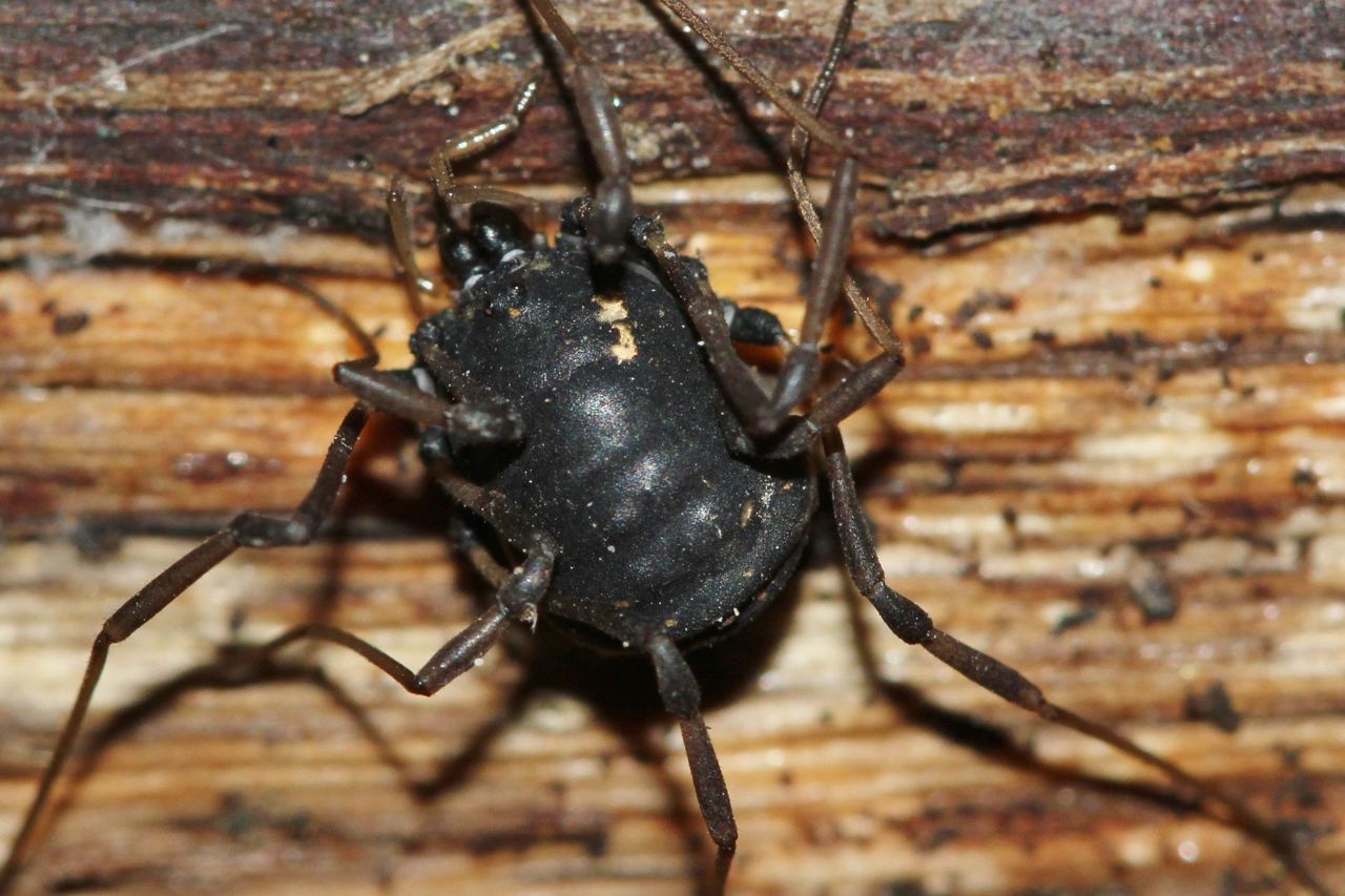 Paranemastoma quadripunctatum (foto: Robin Kraaij)