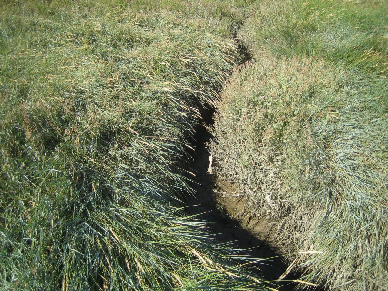 Zeekweek is een dominante plantensoort die weinig ruimte overlaat voor andere kwelderplanten (foto: Wim Schoorlemmer)