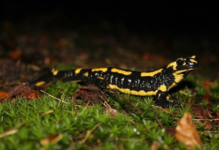 Vuursalamanders vertonen een eerste grote activiteitspiek in het vroege voorjaar, wanneer de vrouwtjes naar bronbeken en bospoelen trekken om er hun larven af te zetten (foto: Jeroen Speybroeck)