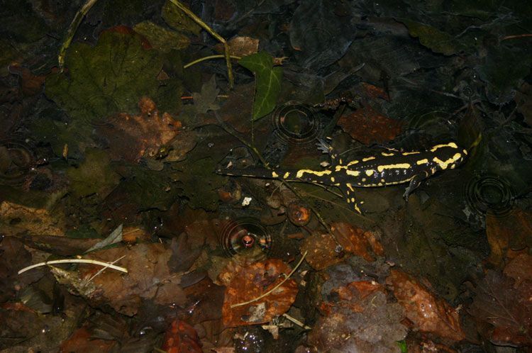 Een vrouwtje Vuursalamander zet haar larven af in sterk beschaduwde bospoel met veel dood organisch materiaal op de bodem (foto: Jeroen Speybroeck)