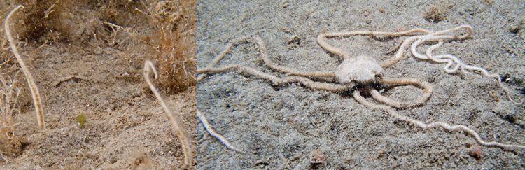 Ingegraven slangster, westelijke Oosterschelde (foto: Peter H. van Bragt)