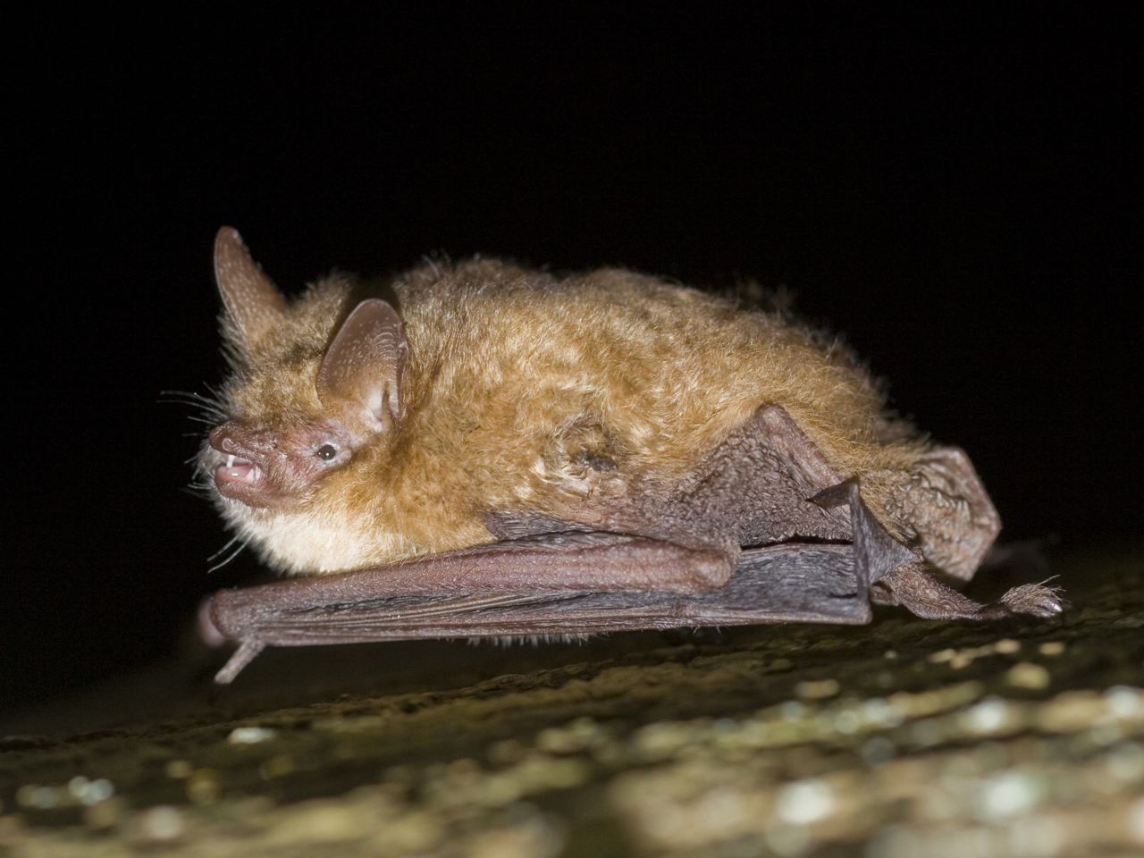 Ingekorven vleermuis (foto: Wesley Overman)