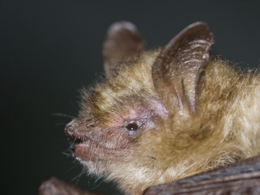 Om de Ingekorven vleermuis als soort te behouden is het ontzettend belangrijk dat de bestaande, gekende woonplaatsen beschermd worden (Foto: Wesley Overman)