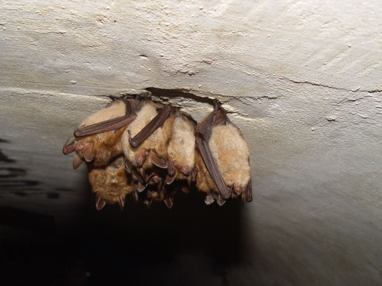 Tijdens de telling trof de vleermuizenwerkgroep 216 exemplaren van deze Ingekorven vleermuis aan. (foto: Fons Borgers)