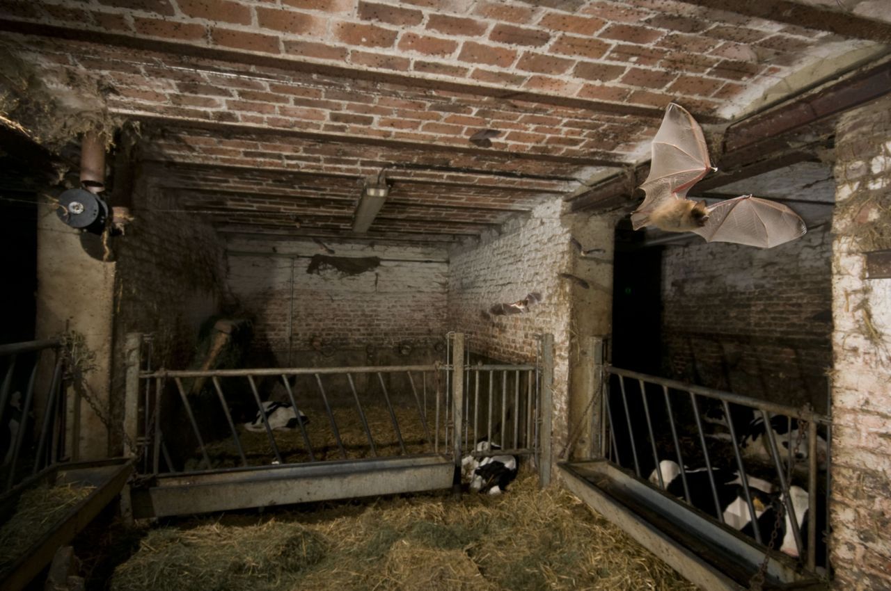 Ingekorven vleermuis jagend in een veestal (Foto René Janssen)