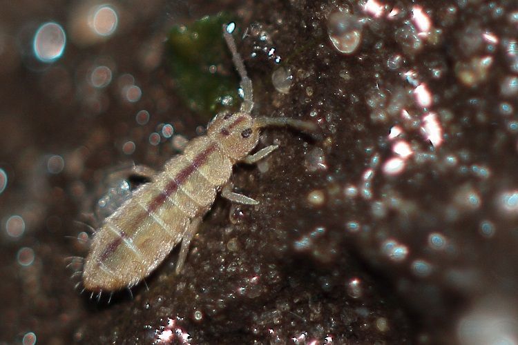 Springstaart Isotomurus unifasciatus (foto: Jan van Duinen)