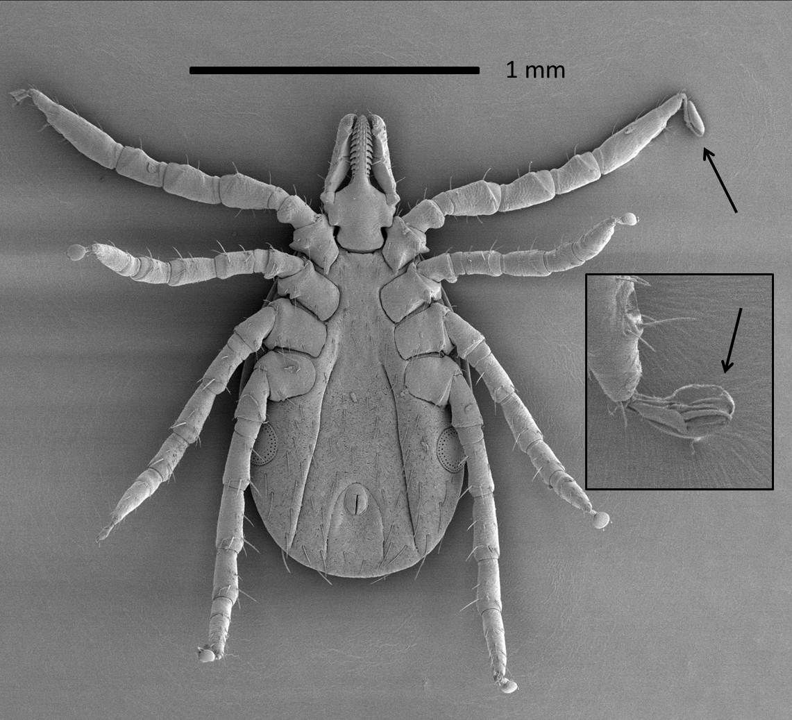 De klauwtjes op het uiteinde van iedere tekenpoot worden door de teek gebruikt om te klimmen en zich vast te grijpen aan een passerende bloedmaaltijd (foto: Adriaan van Aelst)