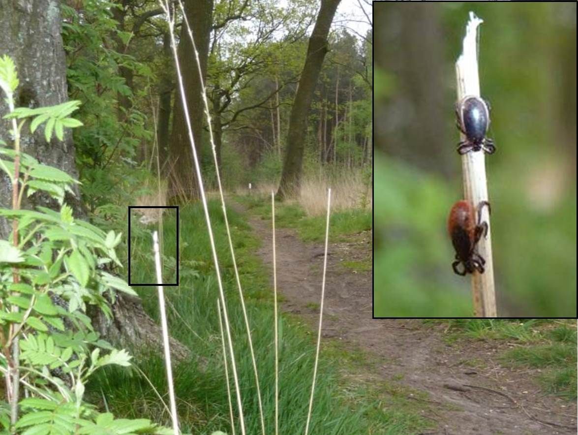 Een typische tekenstek: een bosachtige omgeving met hoog gras. Het wandelpad brengt de mens in contact met de teek, in dit geval een volwassen mannetje en een volwassen vrouwtje van de schapenteek (Ixodes ricinus) in hinderlaag (foto: Fedor Gassner)