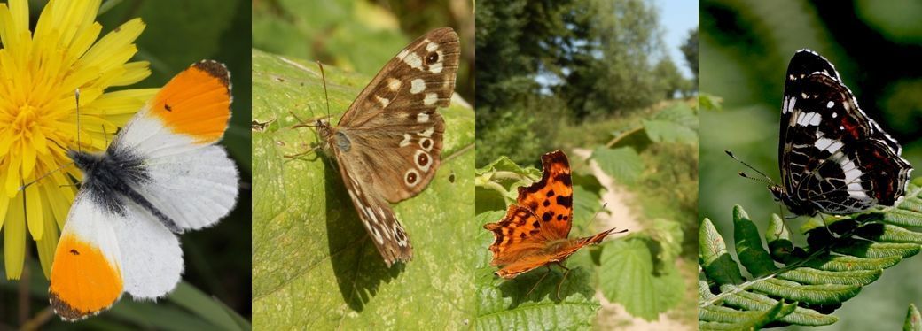 Een aantal soorten die profiteren van meer licht in het bos: v.l.n.r. oranjetipje, bont zandoogje, gehakkelde aurelia & landkaartje (foto’s: Kars Veling)