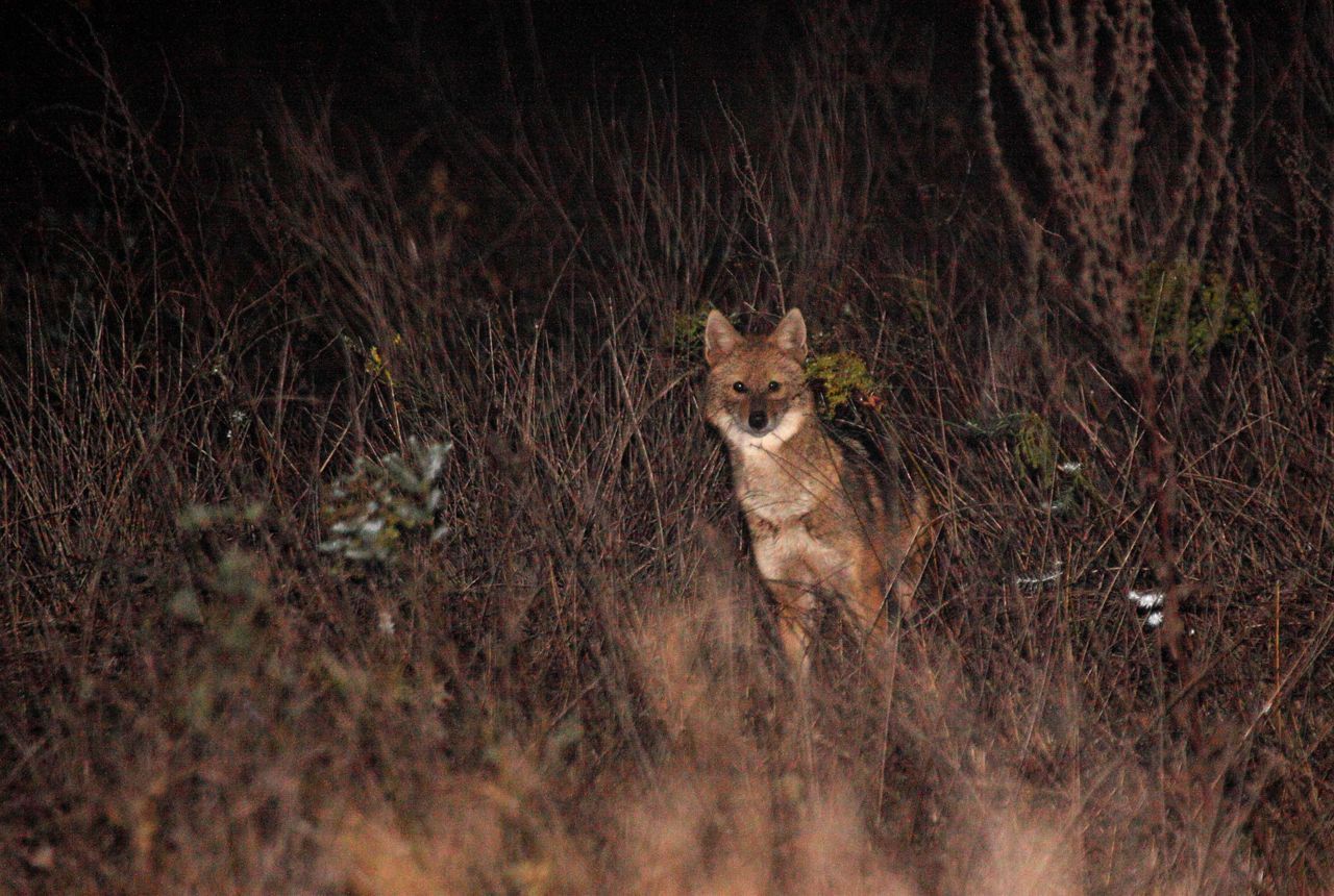 Jakhals bij nacht (foto: Miha Krofel)