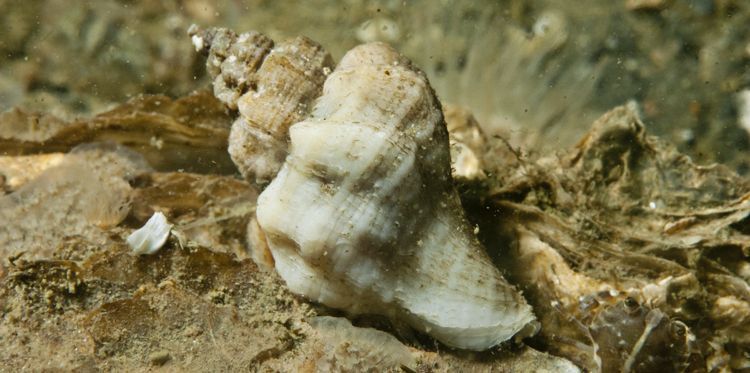 Volwassen Japanse stekelhoorn in de Oosterschelde (foto: Peter H van Bragt)