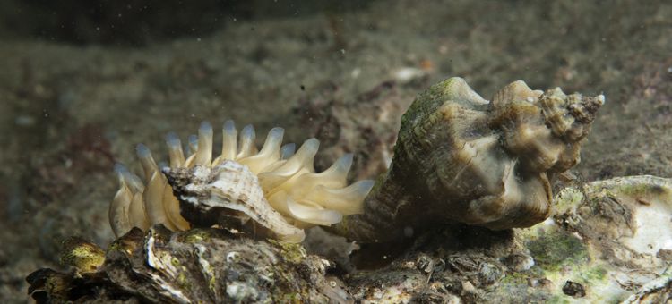 Juveniel en volwassen Japanse stekelhoorn met eikapsels in de Oosterschelde (foto: Peter H van Bragt)