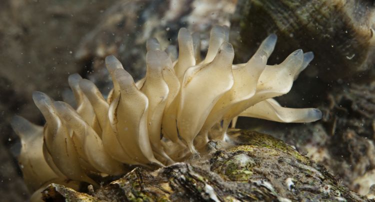 Eikapsels van de Japanse stekelhoorn in de Oosterschelde (foto: Peter H van Bragt)