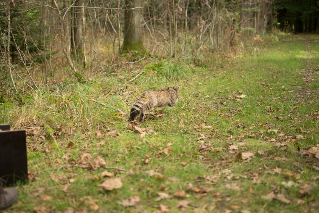 Wilde kat rent weg na zenderen (foto: Jasja Dekker)