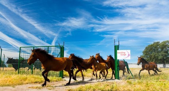 Wilde paarden (foto: Juan Carlos Muños Robredo)
