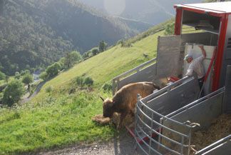 Herintroductie van wisent in Cantabrië (foto: Flaxfield Nature Consultancy)