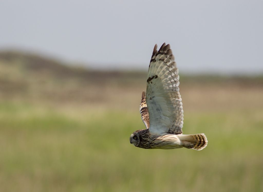 Velduil op Ameland (foto: Johan Krol)