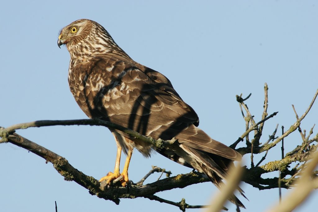 Vrouwtje blauwe kiekendief op Ameland in 2005. Laatste broedpaar op Ameland was in 2008 (foto: Johan Krol)