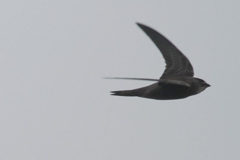 Vale gierzwaluwen zijn (net als gewone Gierzwaluwen) echte snelheidsduivels. Met het winderige, miezerige en grijze weer van de voorbije dagen lag het dan ook niet voor de hand om goede foto’s te maken (foto: Johan Buckens)