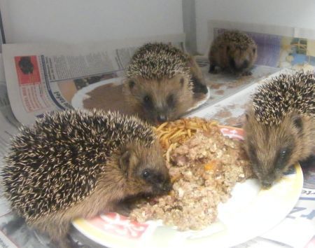 Jonge egels in de opvang van Dikke Prik (foto: Marleen en Barend Landman)