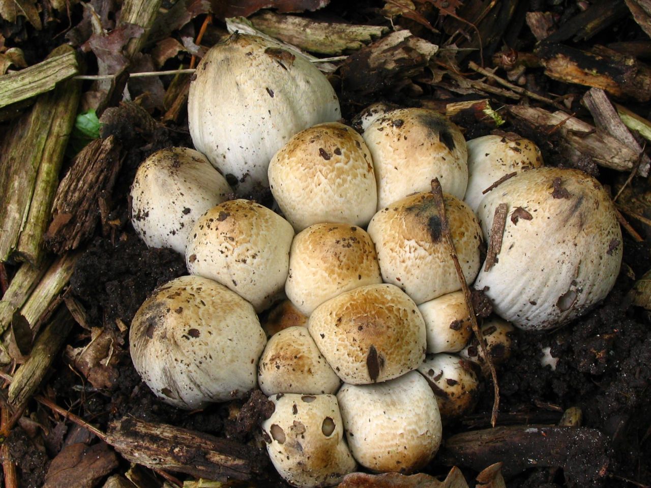 Jonge exemplaren van de Grote kale inktzwam (foto: Martijn Oud)