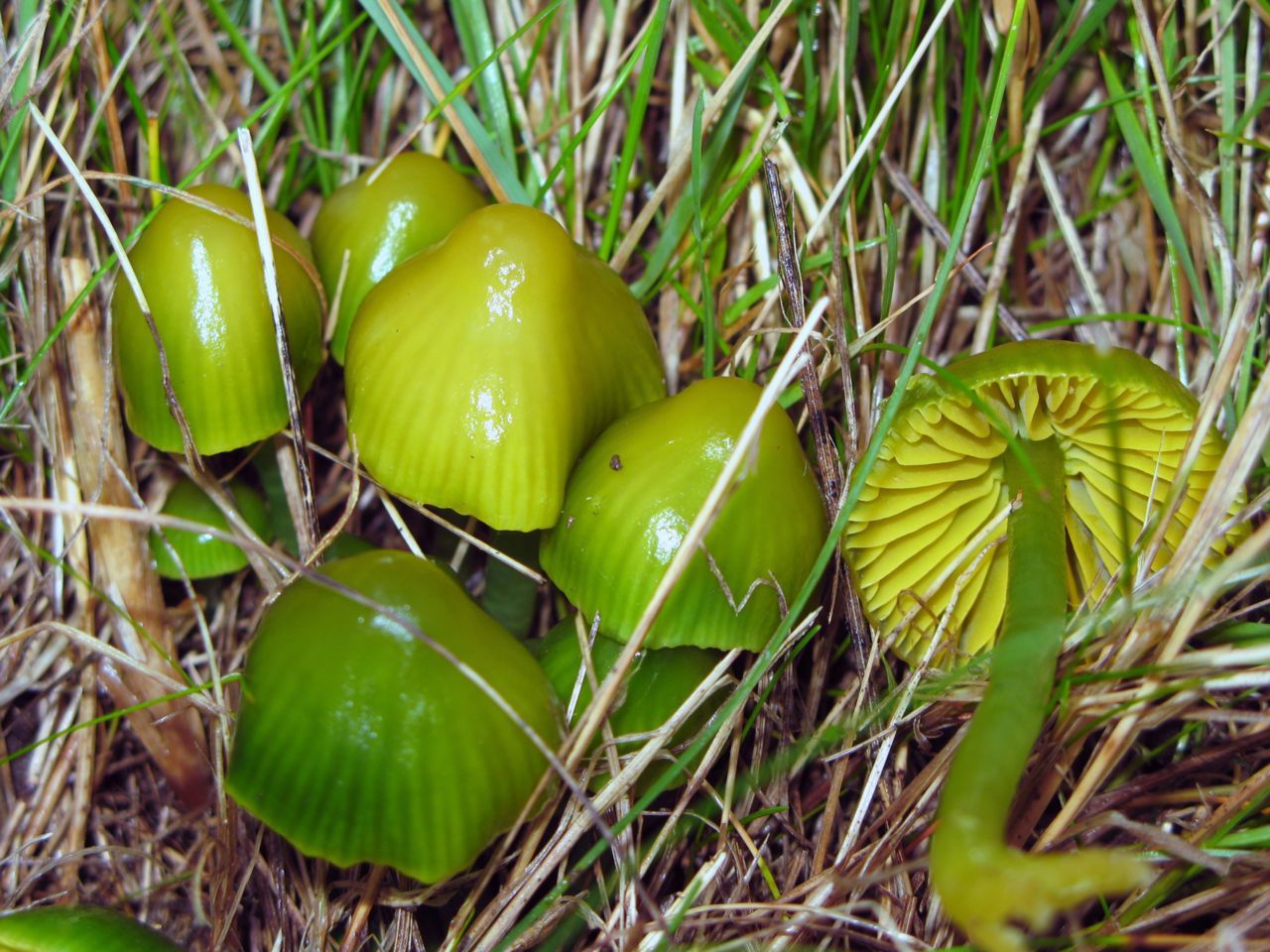 Jonge groene exemplaren van het Papegaaizwammetje (foto: Martijn Oud)
