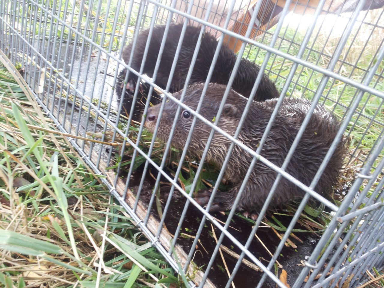 Jonge otters (foto: Harry Bosma)