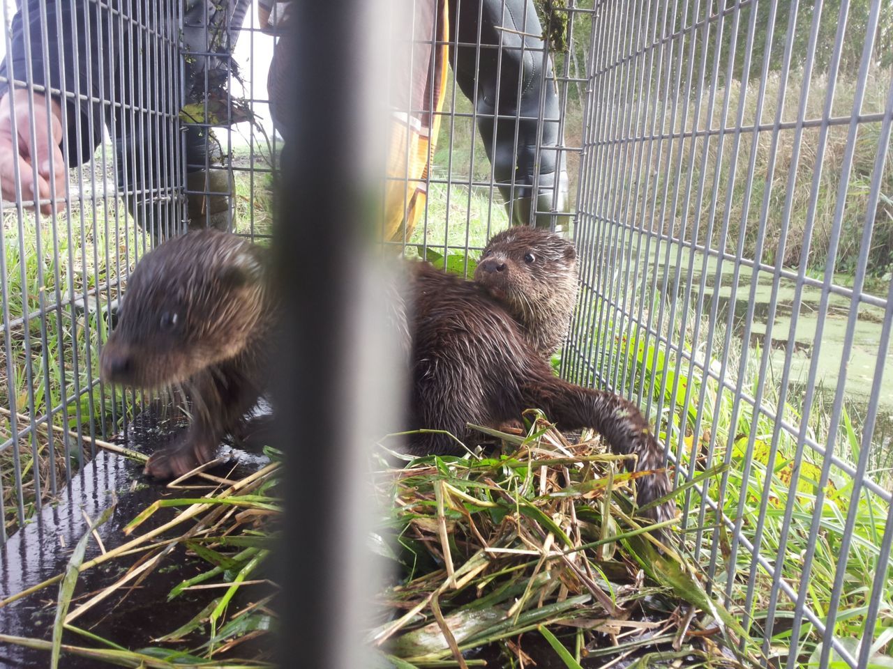 Jonge otters (foto: Harry Bosma)