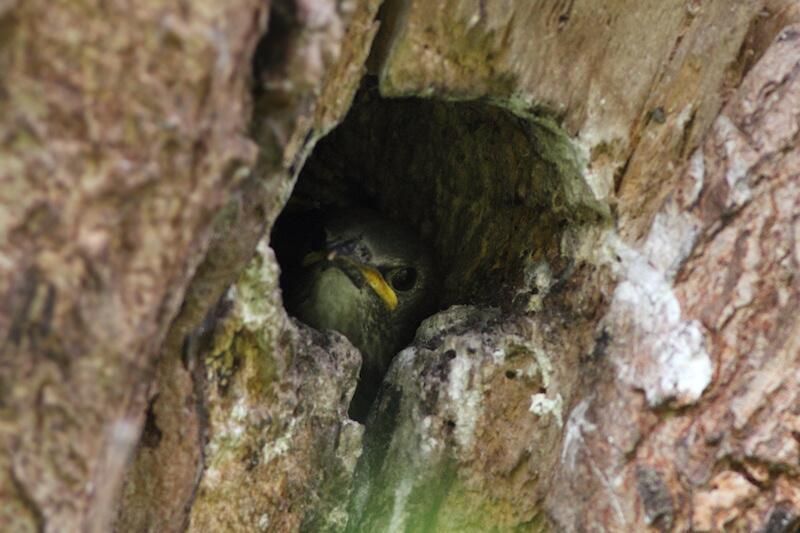 Jonge spreeuw in nest (foto: Albert de Jong)