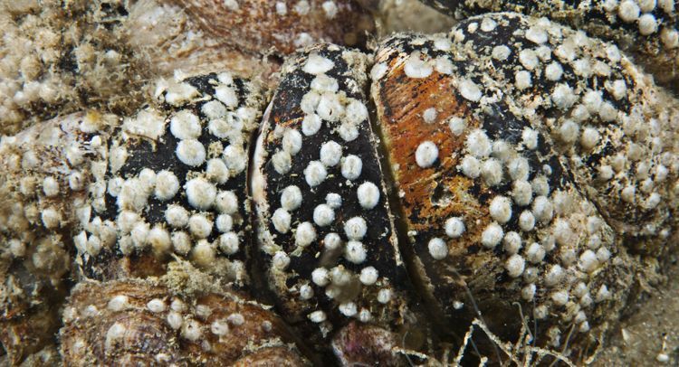 Succesvol gesettelde jonge zeepokken op schelpdieren, Oosterschelde (foto: Peter H. van Bragt)