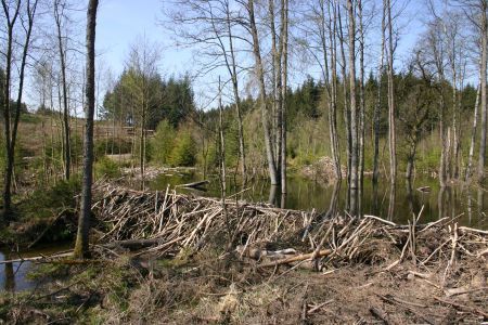 Beverdam in de Belgische Ardennen (foto: Jorn van den Bogaert) 