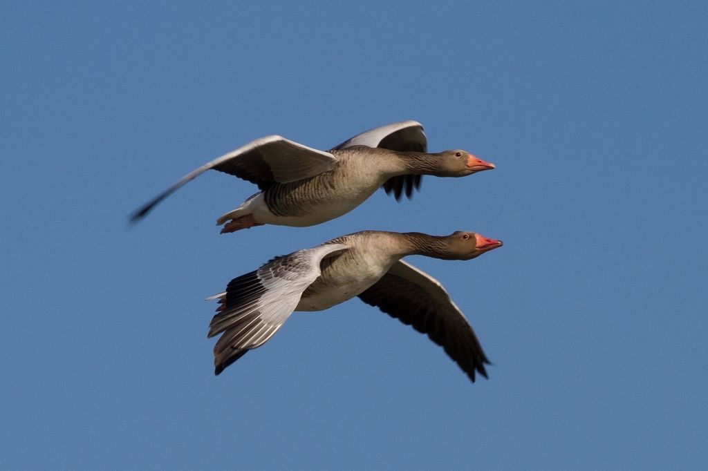 Grauwe gans (foto: Jouke Altenburg)