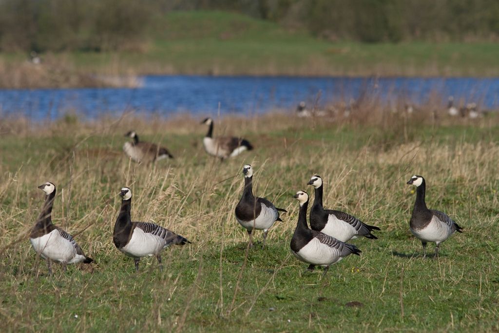 Brandganzen (foto: Jouke Altenburg)