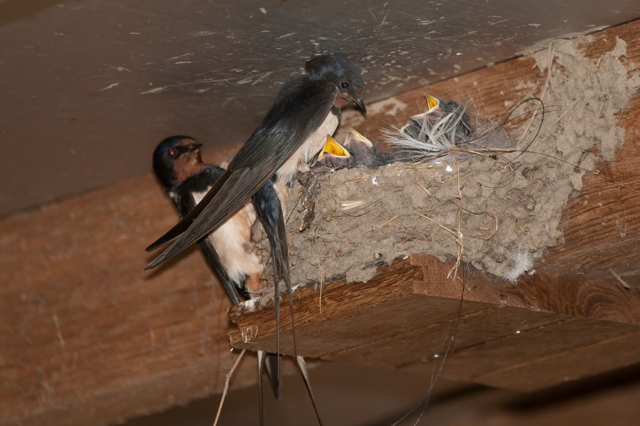 Purperreiger (foto: Jouke Altenburg)