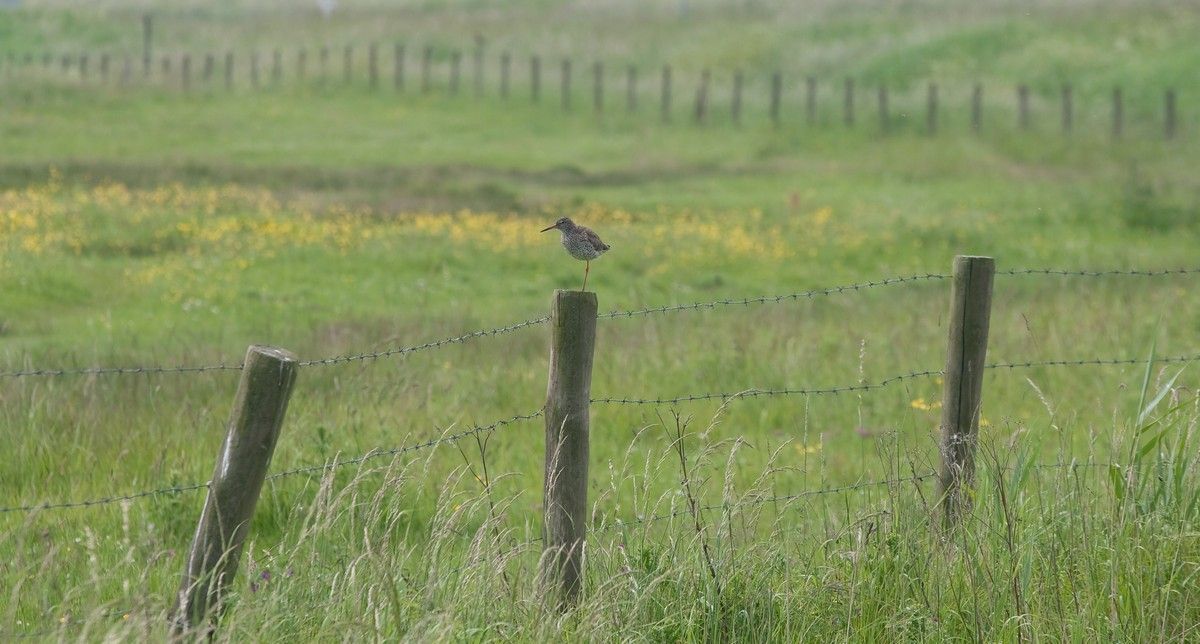 Tureluur (foto: Jouke Altenburg)