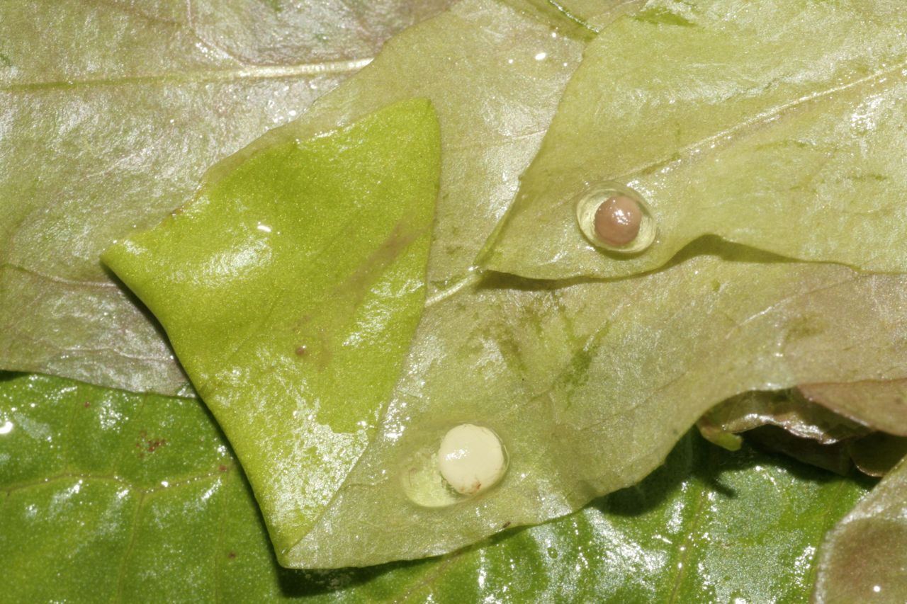 Salamandereitjes in gevouwen blaadjes van waterplanten (moerasvergeet-me-niet). Links kamsalamander (wit) en rechts kleine watersalamander (grijs) (foto: Edo Goverse)